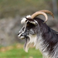 Foresta Burgos, capra sarda primitiva. Particolare della testa e le corna