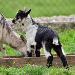Foresta Burgos, capra sarda primitiva. Primo piano di un capretto
