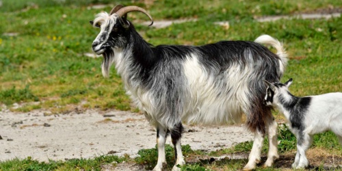 Foresta Burgos, capra sarda primitiva. Adulto con capretto