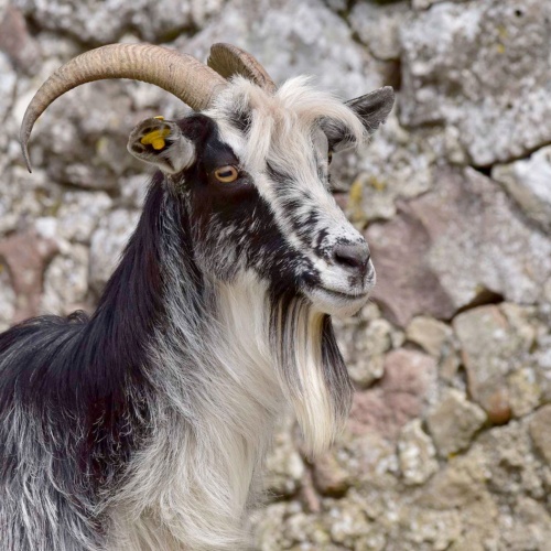 Foresta Burgos, capra sarda primitiva. Primo piano