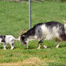 Foresta Burgos, capra sarda primitiva. Adulto e capretto al pascolo