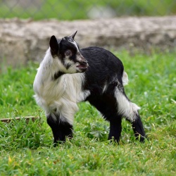 Foresta Burgos, capra sarda primitiva. Capretto in primo piano