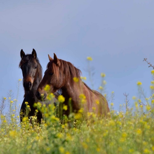 Foresta Burgos, cavallo della Giara. Primo piano