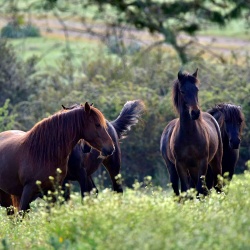 Foresta Burgos, cavallo della Giara. Esemplari adulti
