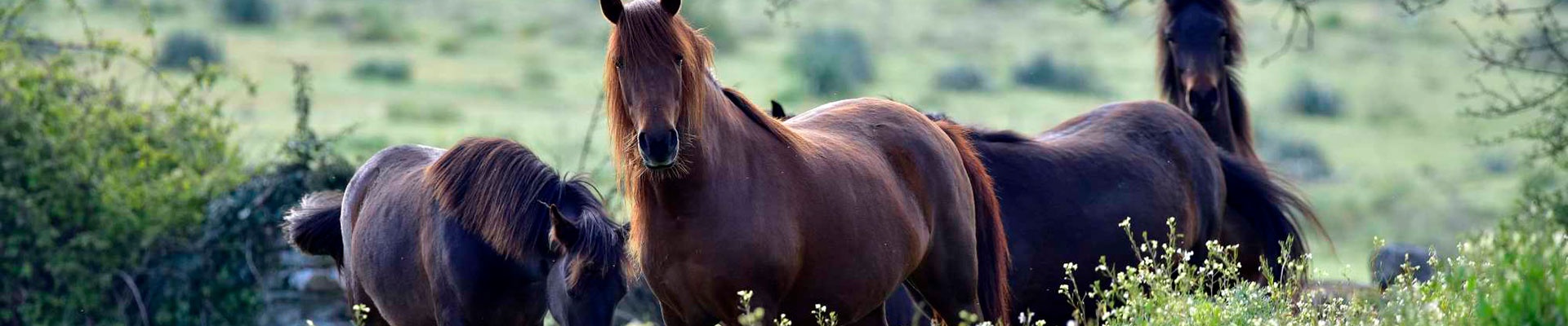 Cavallo della Giara