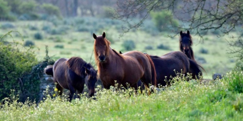 Foresta Burgos, cavallo della Giara. Esemplari adulti