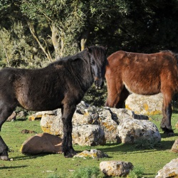 Altopiano della Giara, cavallo della Giara. Due esemplari adulti