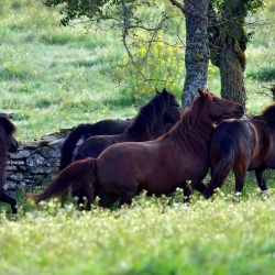 Foresta Burgos, cavallo della Giara. Gruppo di esemplari adulti