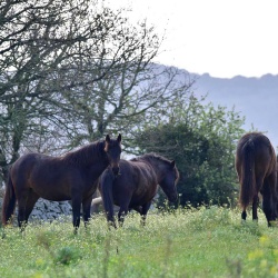 Foresta Burgos, cavallo della Giara. Gruppo di esemplari adulti
