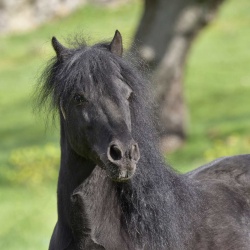 Foresta Burgos, cavallo della Giara. Primo piano di uno stallone