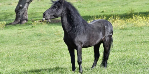 Foresta Burgos, cavallo della Giara. Stallone