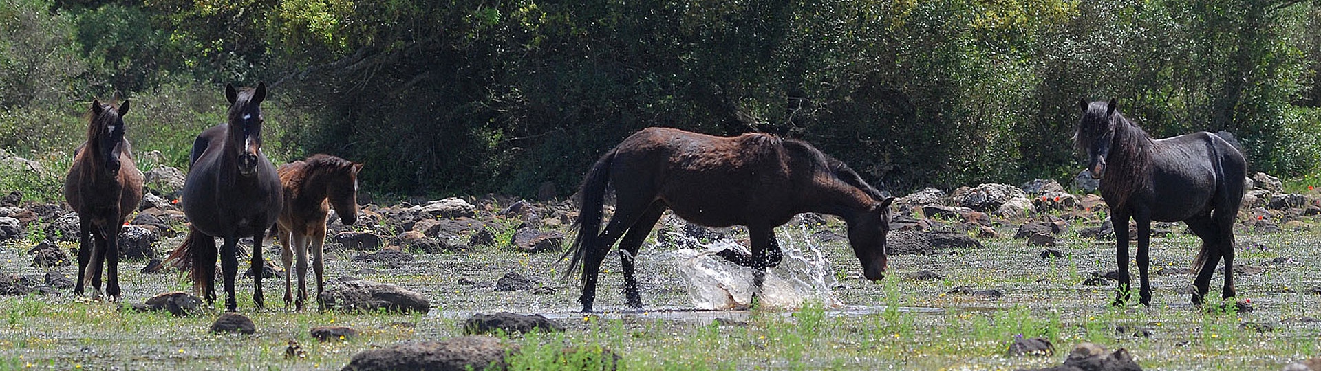 Altopiano della Giara, cavallo della Giara. Esemplari allo stato brado