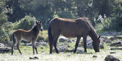 Altopiano della Giara, cavallo della Giara. Puledro con la sua madre