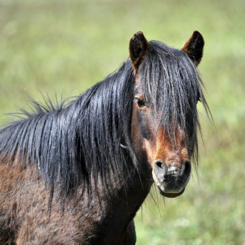 Altopiano della Giara, cavallo della Giara. Primo piano
