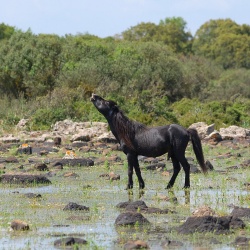 Altopiano della Giara, cavallo della Giara. Nitrito dello stallone