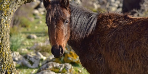 Altopiano della Giara, cavallo della Giara. Primo piano di un esemplare dal manto marrone
