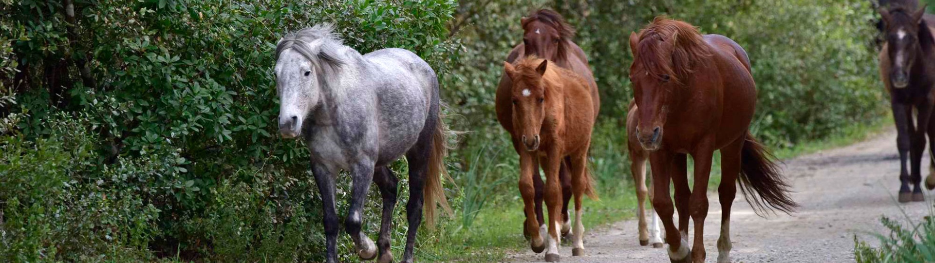 Foresta Burgos, cavallo del Sarcidano. Gruppo di cavalli a passeggio
