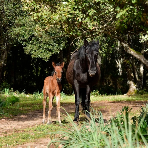 Foresta Burgos, cavallo del Sarcidano. Madre col piccolo