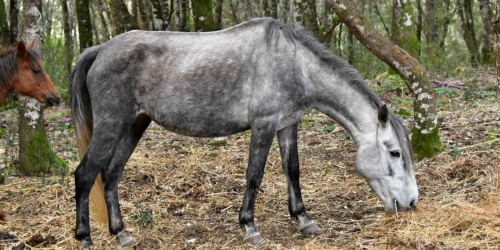 Foresta Burgos, cavallo del Sarcidano. Primo piano di un adulto