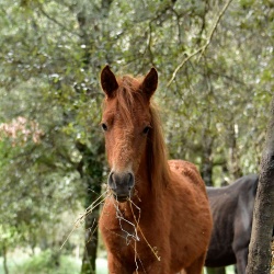 Foresta Burgos, cavallo del Sarcidano. Primo piano