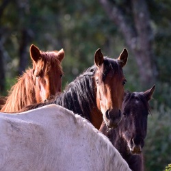 Foresta Burgos, cavallo del Sarcidano. Primo piano di alcuni esemplari adulti
