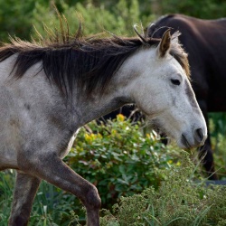 Foresta Burgos, cavallo del Sarcidano. Particolare della testa