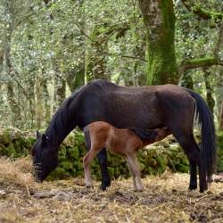 Foresta Burgos, cavallo del Sarcidano. Madre mentre allatta il piccolo