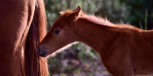 Foresta Burgos, cavallo del Sarcidano. Primo piano di un cavallino