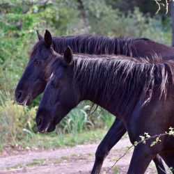 Foresta Burgos, cavallo del Sarcidano. Primo piano di due esemplari
