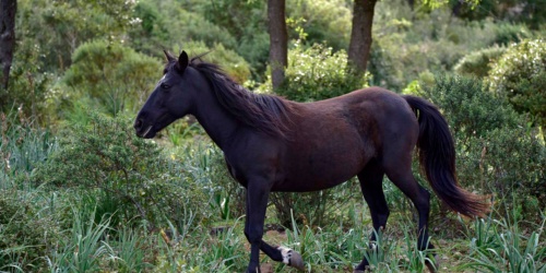 Foresta Burgos, cavallo del Sarcidano. Esemplare adulto