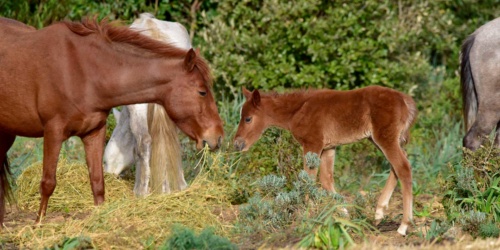 Foresta Burgos, cavallo del Sarcidano. Madre col suo piccolo