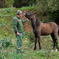 Foresta Burgos, cavallo del Sarcidano. Esemplare adulto