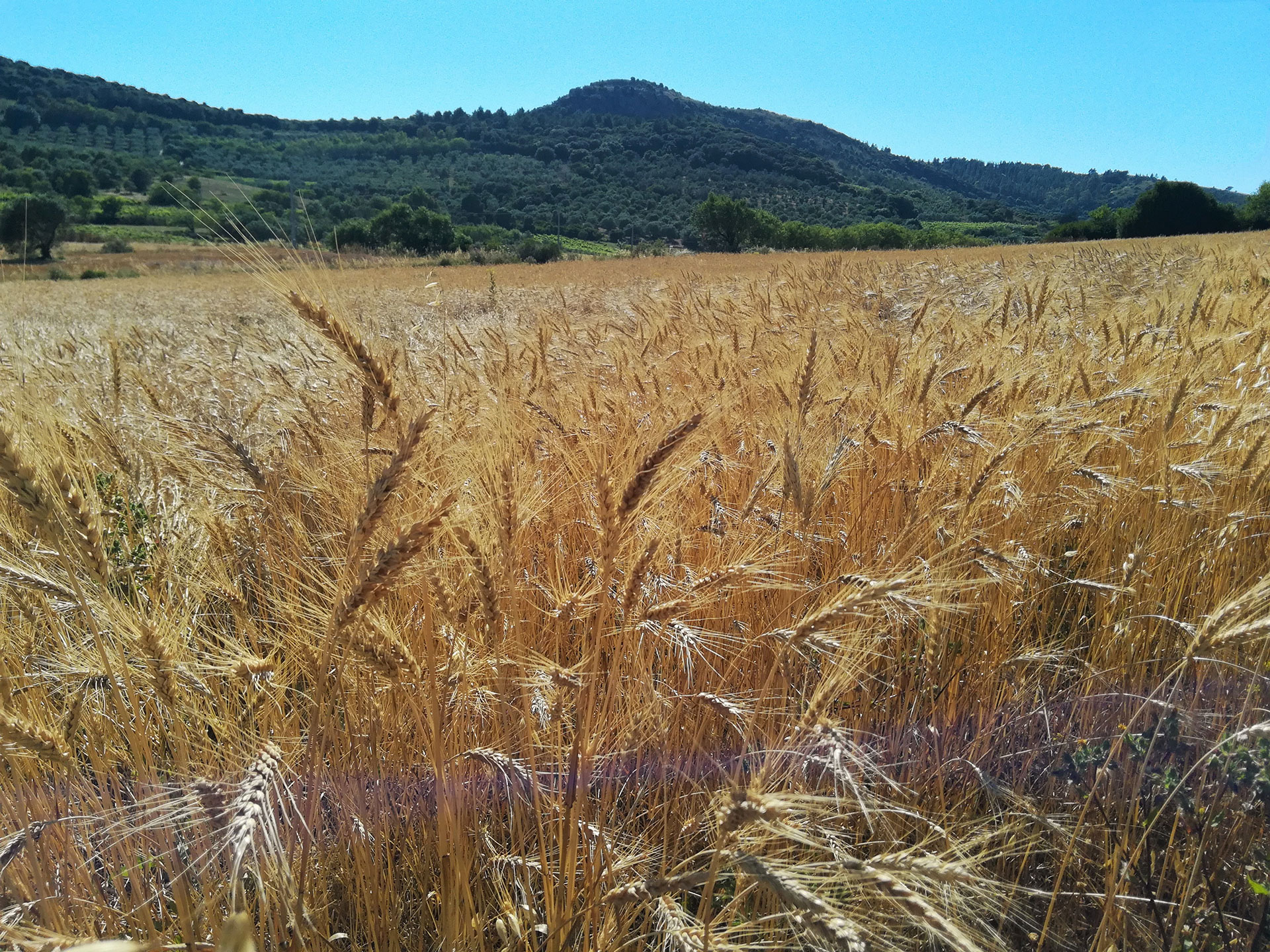 Tricu Denti de Cani, campo di grano