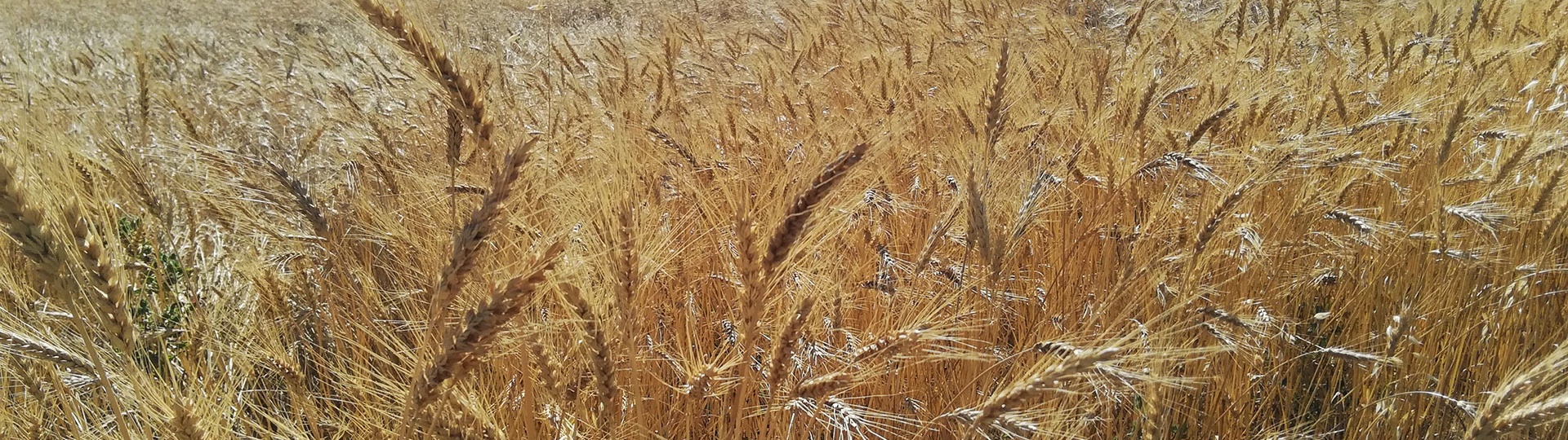 Tricu Denti de Cani, campo di grano