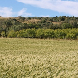 Tricu Denti de Cani, campo di grano
