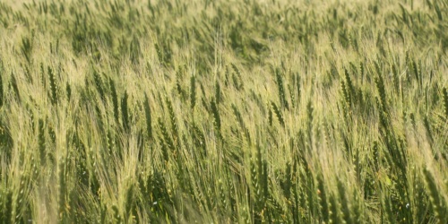 Tricu Denti de Cani, campo di grano
