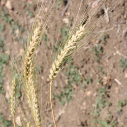Tricu Denti de Cani, particolare della spiga