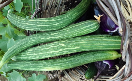 Visualizza la notizia: La CTS approva le prime risorse genetiche dell'agrobiodiversità sarda Visualizza la notizia: La CTS approva le prime risorse genetiche dell'agrobiodiversità sarda