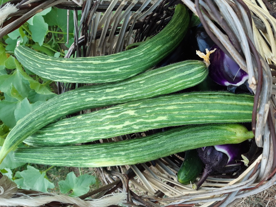 Facussa di Carloforte