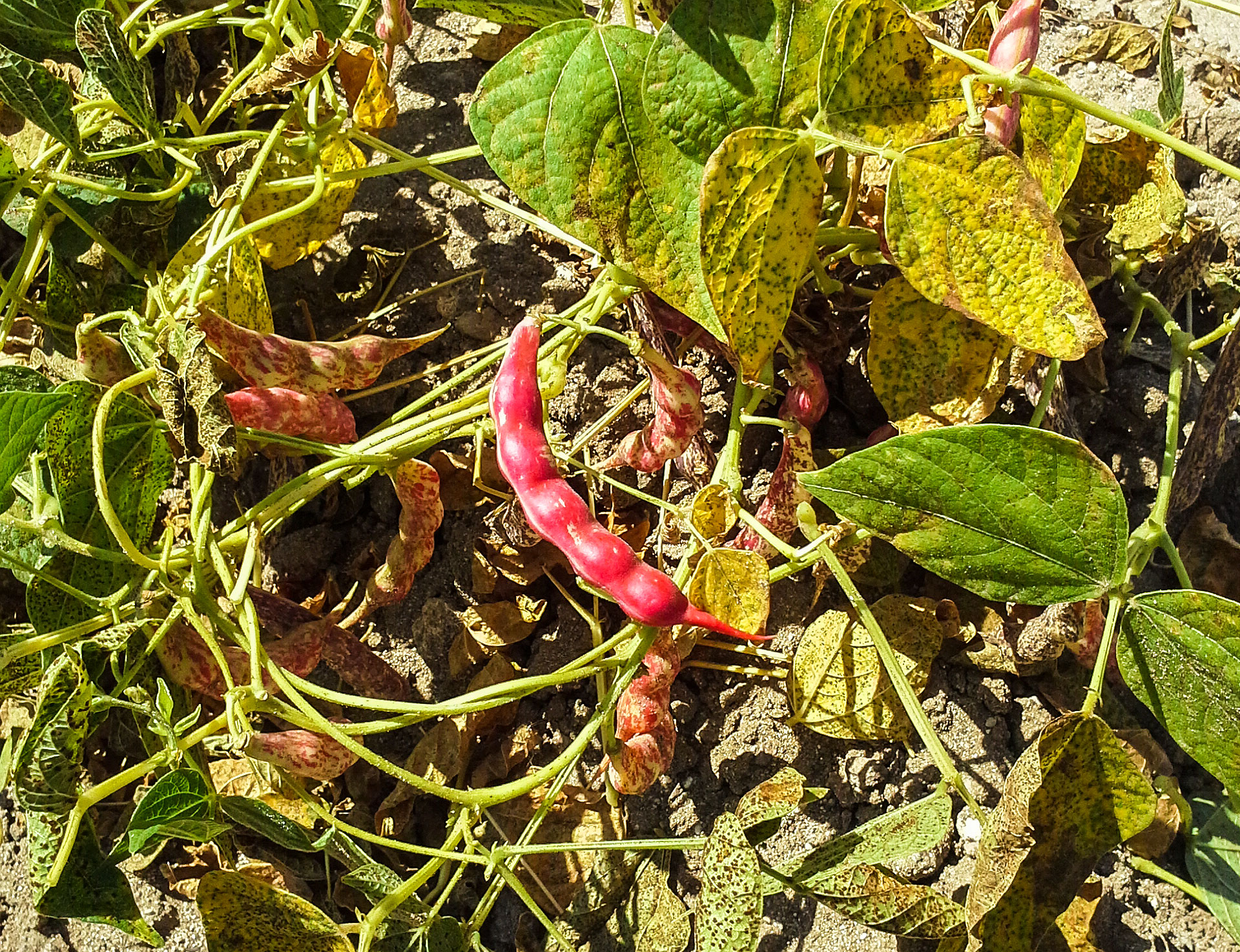 Castelsardo, fagiolo Gioghedda. La pianta a completa maturazione