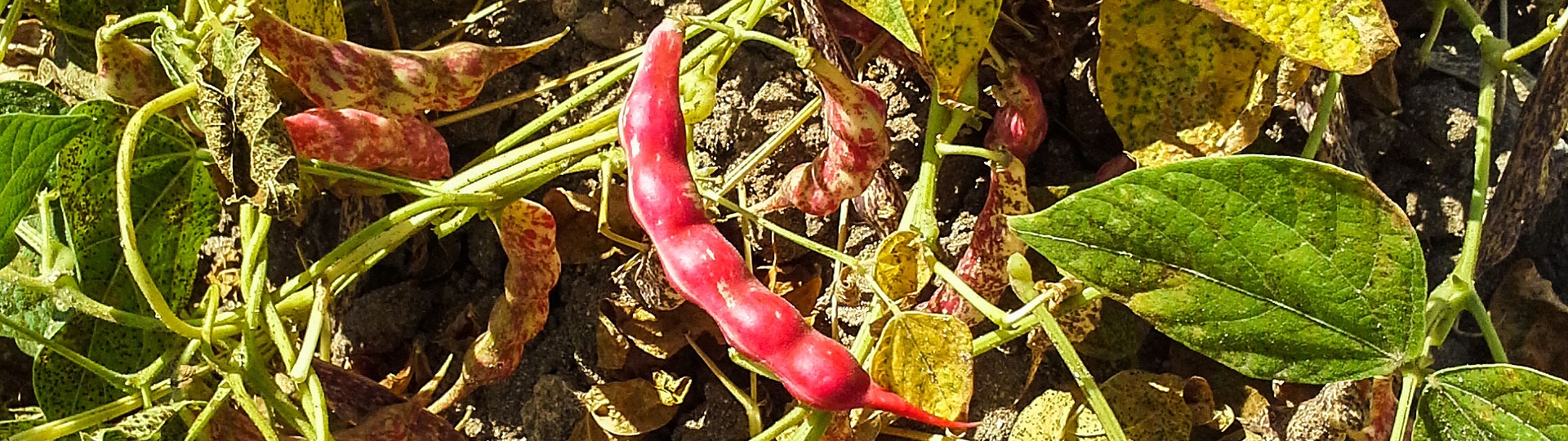 Castelsardo, fagiolo Gioghedda. La pianta a completa maturazione