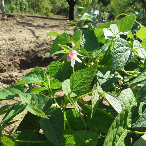 Castelsardo, fagiolo Gioghedda. Fiore