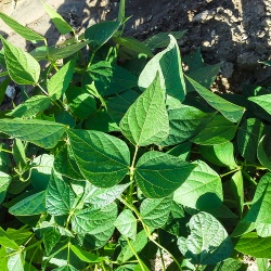 Castelsardo, fagiolo Gioghedda. Particolare delle foglie