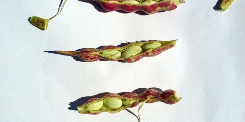 Castelsardo, fagiolo Gioghedda. Bacelli freschi con dentro i fagioli