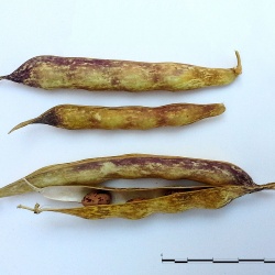 Castelsardo, fagiolo Gioghedda. Bacelli secchi