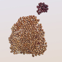 Castelsardo, fagiolo Gioghedda. Fagioli con differenti colorazioni