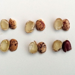 Castelsardo, fagiolo Gioghedda. Dettaglio dei fagioli