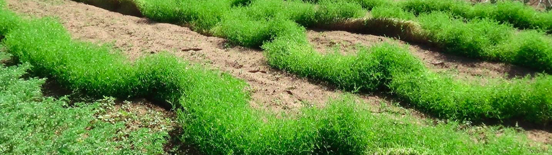 La pianta: portamento, prostrato assurgente