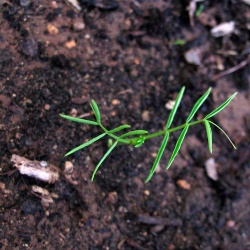 Plantula: tre paia di foglioline nella prima foglia primaria