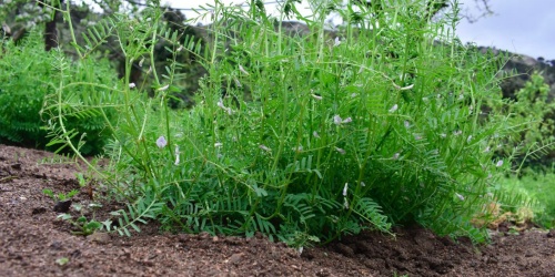 La pianta: portamento, prostrato assurgente